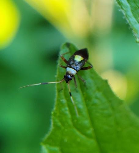 Closterotomus biclavatus